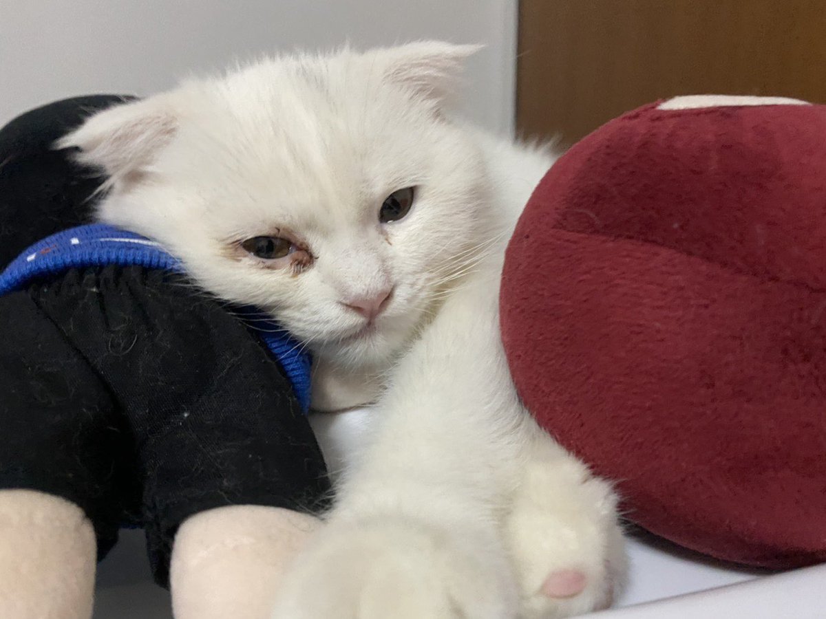 หนูเจ็บมั้ยคนดี หม่ามิ้รักหนูที่สุด🐱🤍