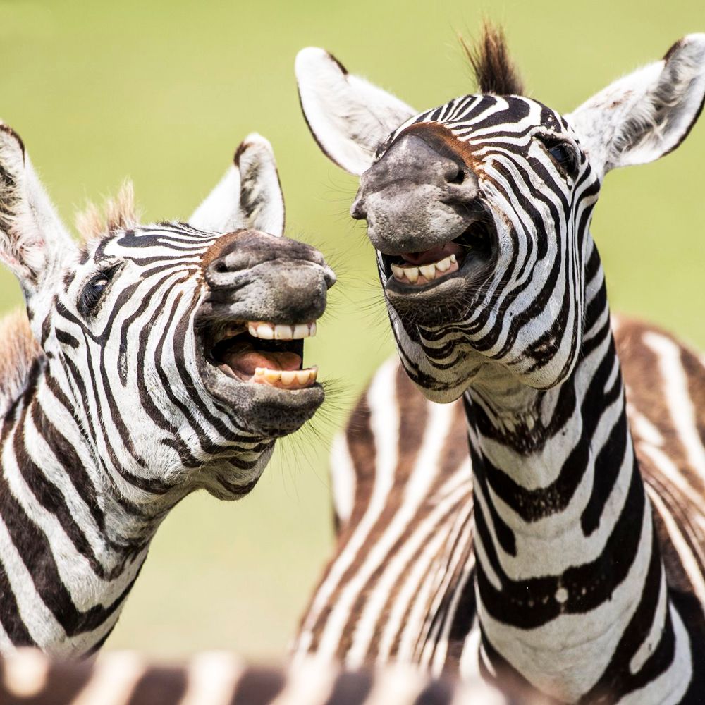 RobRaban's tweet photo. 😂 We all need that one friend that can make us laugh out loud!

Life is much better when we share it with others. 🤗
.
.
.
#emotionalsupport #weneedeachother #LOL #RobRaban https://t.co/u8kz457auG
