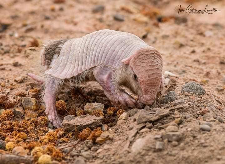 “This was a dream come true to see this animal,” one expert told Mongabay, since such sightings top the wishlists of mammal enthusiasts around the world: bit.ly/3nHEv60