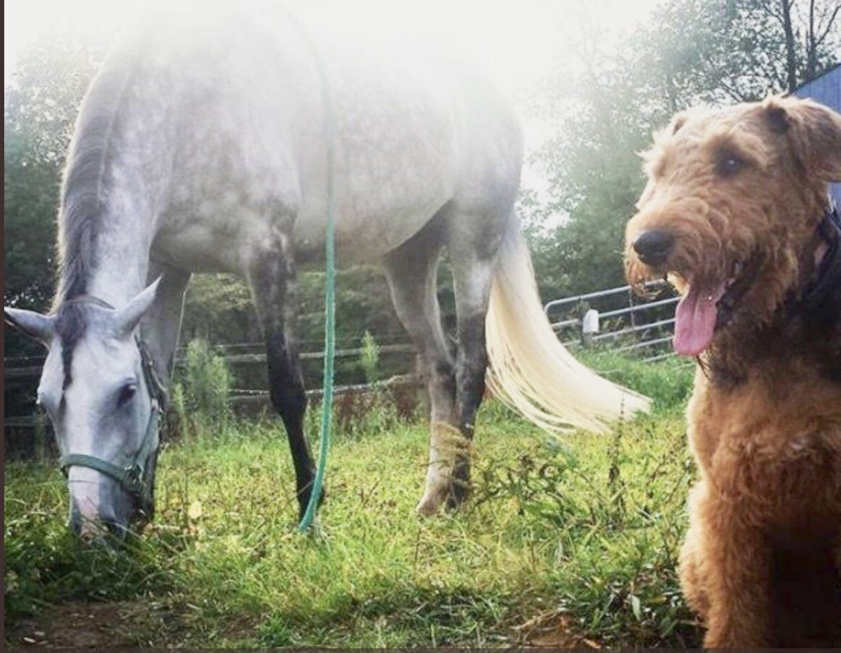 MasonAiredale's tweet photo. Lost my friend Lola, she crossed the Rainbow Bridge yesterday.😓   RIP Lola the Show Girl https://t.co/jPrmFffIWY