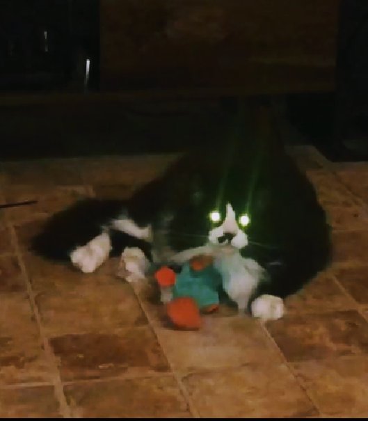 Embla86724498's tweet photo. Look at me Mumma, @Catie_Aquarian, I have eaten the LaZ0rZ. I am the LaZ0rZ! https://t.co/YrzfFk60mY