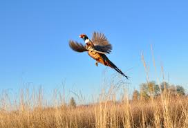 birdingbnb's tweet photo. The female Ring-necked Pheasant is buffy brown with extensive black checks down her back, and her wings and tail are much shorter than her dramatic mate's. Learn more about them here→ #beautiful #flight https://t.co/7uT0TKSSo9 https://t.co/yOvN8ieGDR