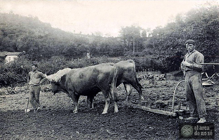 La fiesta de los animales
mahala.eus/es/la-fiesta-d…
Felix Mugurutza: "Sabemos que en esa fecha, el 17 de enero, no se hacía trabajar a mulas, burros y otros animales de carga. Era su día de fiesta"