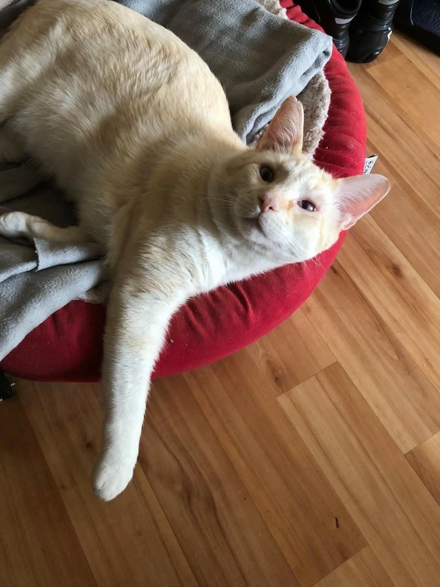 justineducern's tweet photo. ❤ STEEVIE, 3 ANS À L'ADOPTION ❤!
  il serait temps que quelqu’un vienne me voir : pas une seule visite en 4 mois… En même temps, je peux comprendre car je suis confiné toute la journée moi. Manger, dormir... 😸je me situe à Argenteuil (95).
 contactez directement l’asso SHANA https://t.co/WdHick2JN4