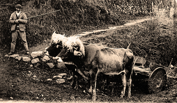 Txoriak zain ditugunean 
mahala.eus/txoriak-zain-d…
Felix Mugurutzak: "Gaurko egunean –urtarrilak 17, San Anton– hain bizi neketsua zeramaten gure mandoek eta astoek ez zuten zamarik eraman behar, euren jaieguna zelako. Eta ondo errespetatzen zuten hori gure baserritarrek"