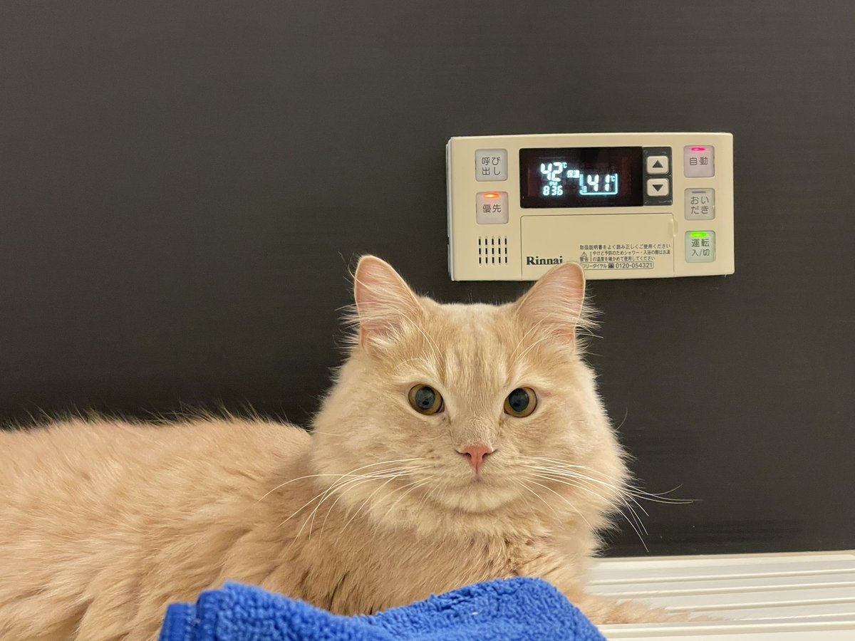 Land Sky やっとメリー号入手 我が家のサニー号はオジサンの入浴監視中です トレクル メリー号 猫好きさんと繫がりたい 猫のいる暮らし モフモフ サニー サニー号 猫動画 猫 ねこ 仔猫 子猫 こねこ ラガマフィン 猫様 下僕 Ragamuffin