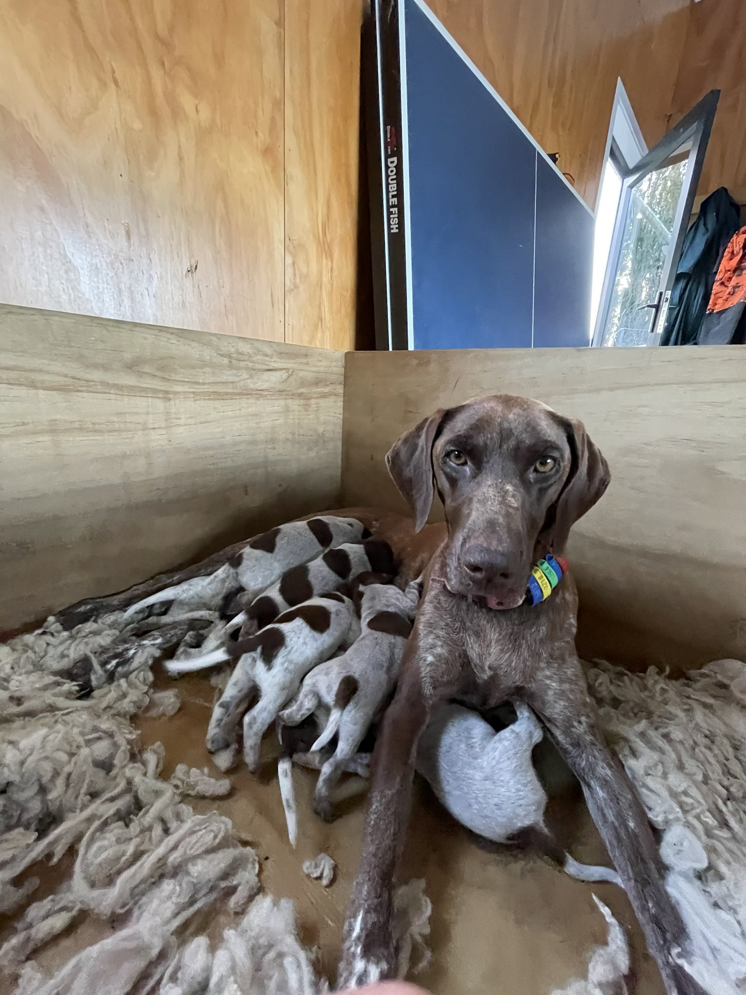 German pointer puppies price sale