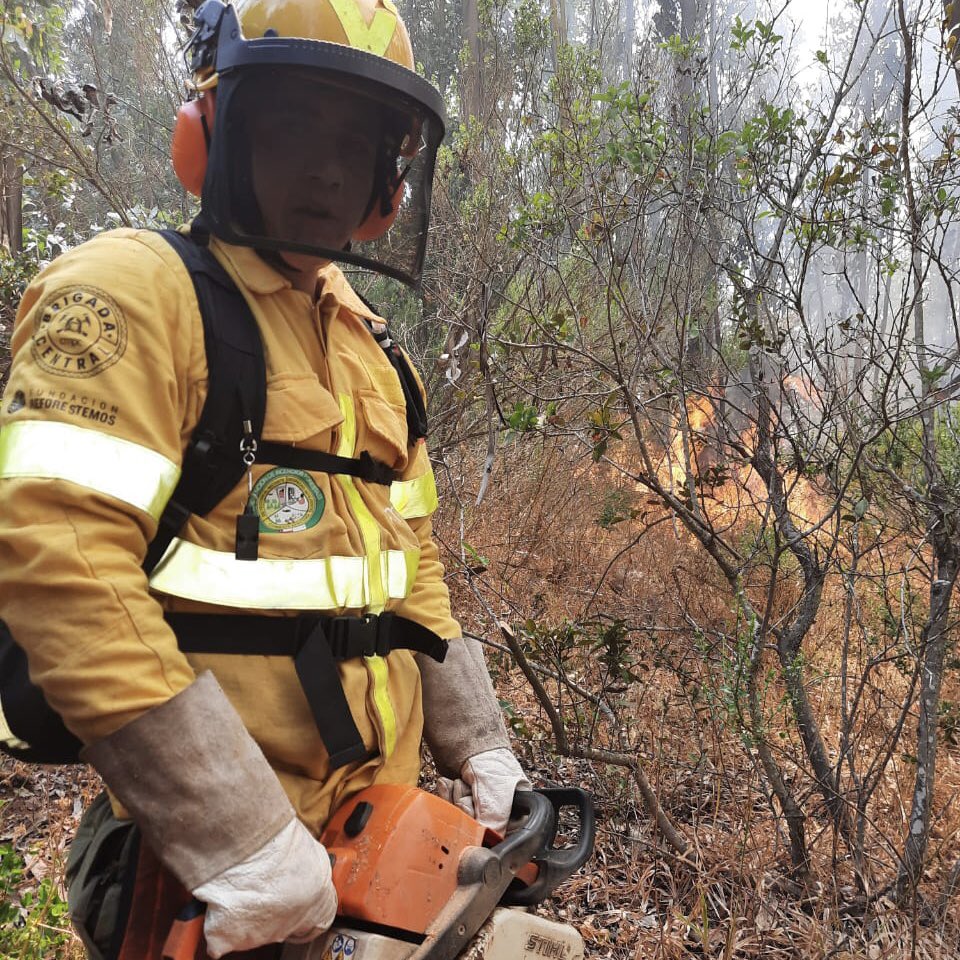 Fundación Reforestemos on Twitter: \