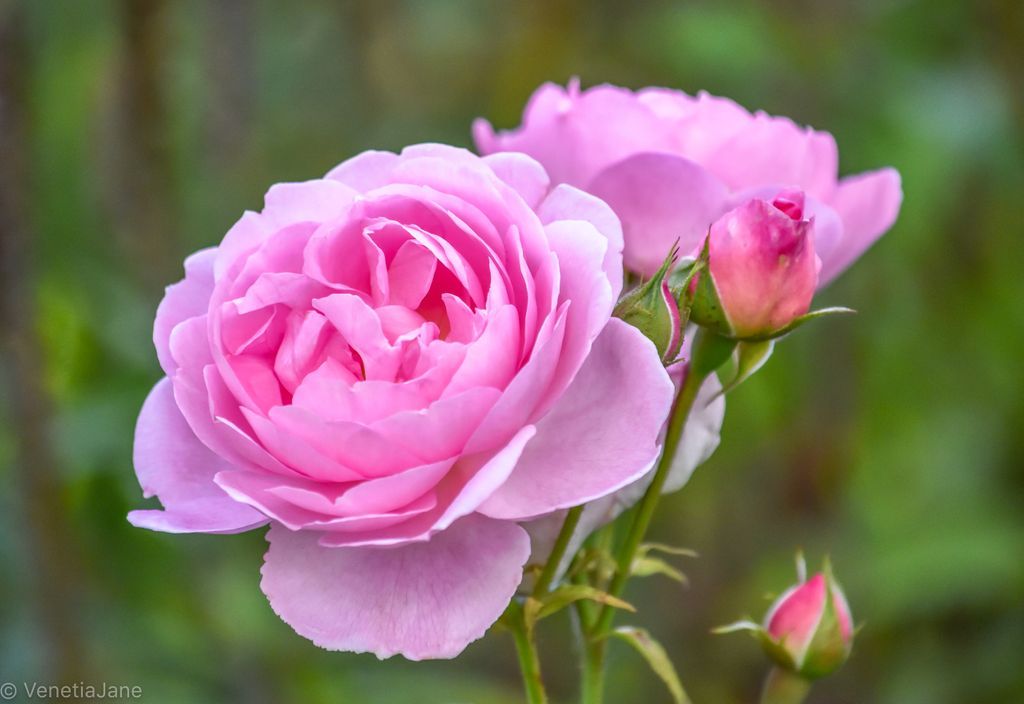 Good news! Twitter have unlocked my account! Who knew tweeting about wildflowers could prove so perilous 😂. Thank you so much for all your support. You have been wonderful. Normal service resumes and <a href="/BonnieLakeland/">BonnieLakeland</a> is relieved that she can have a well-earned rest! #thankyou