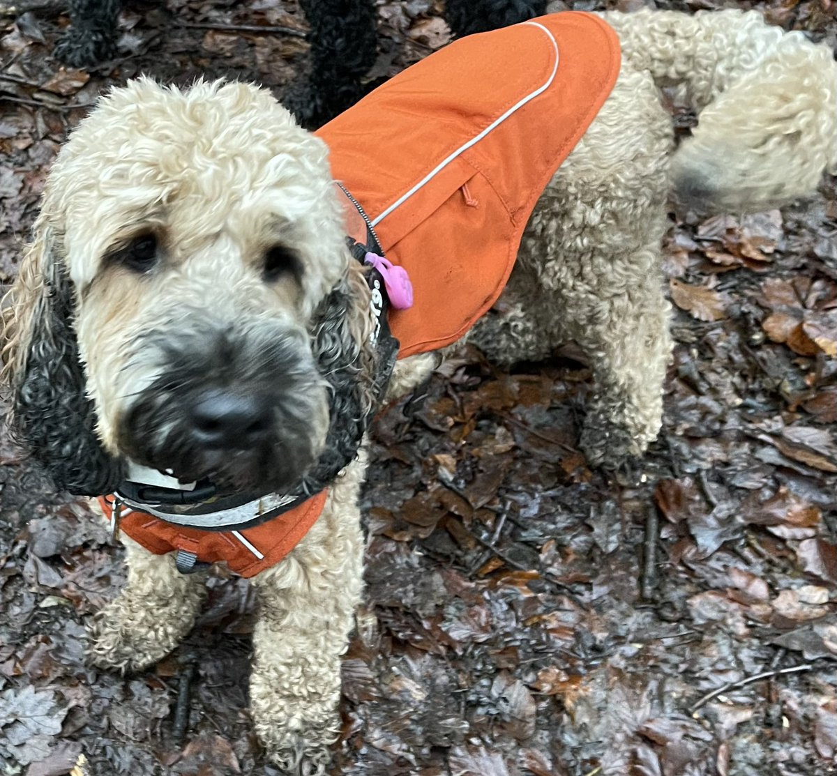Cookeee's tweet photo. @bemorebob2 Hugo got his lovely new coat, which is brilliant, Dougal got his new Bed which is brilliant, trouble is Hugo wants Douglas bed, even though he got his own a little while ago https://t.co/z1AteciUu6