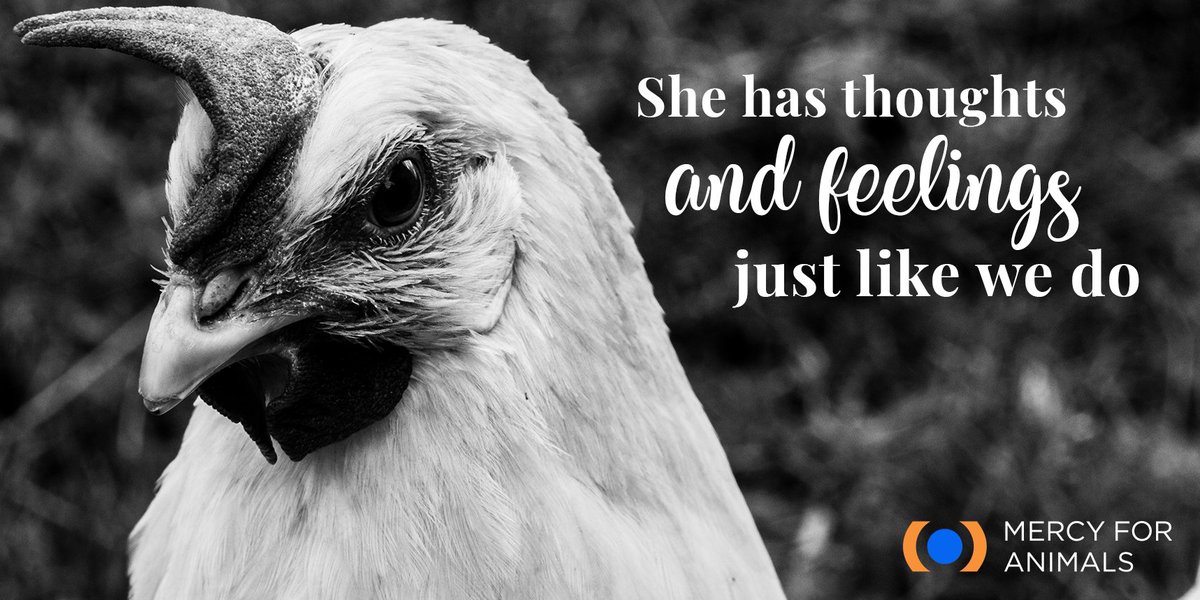 MercyForAnimals's tweet photo. https://t.co/05veAG1Dlg