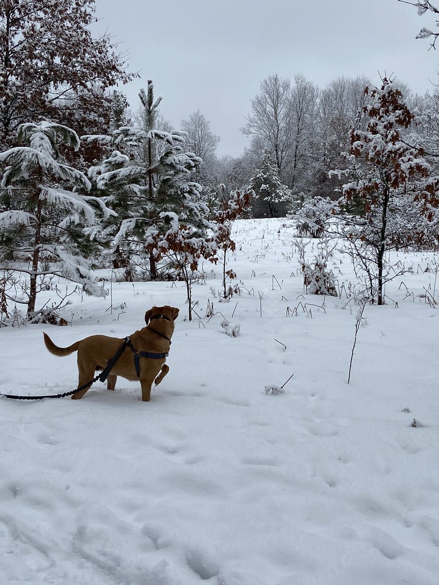 RandomMox's tweet image. It seemed like a good day to get outside and avoid the dissertation.