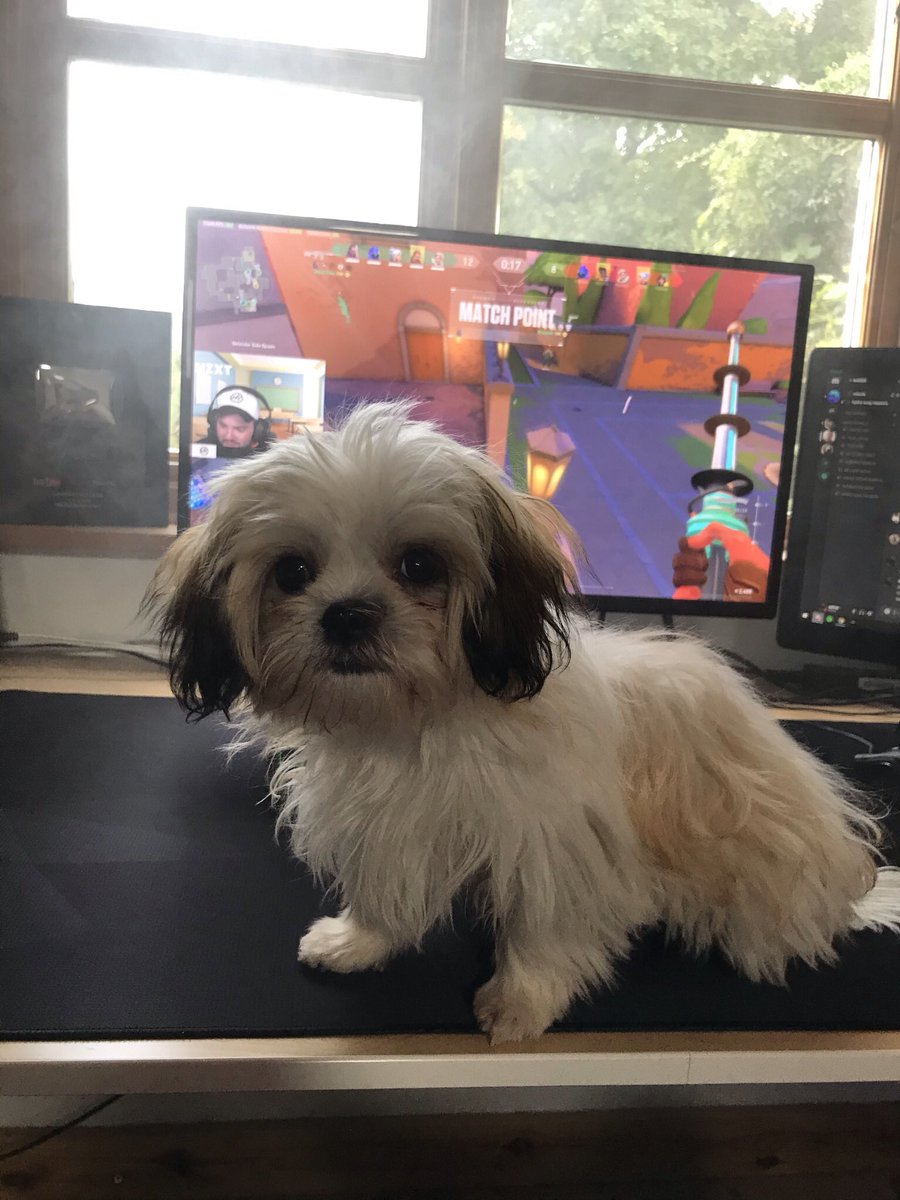 instinctts's tweet photo. @flyingggggggggg @jksdfjskfj Meet the new puppy https://t.co/n3RsFoJH4u