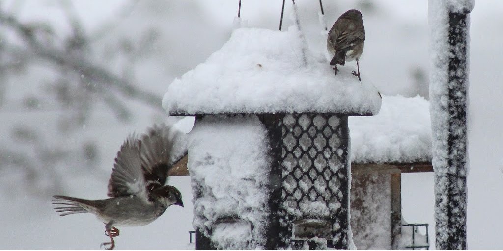 StateMuseumPA's tweet photo. Winter can be a challenging time for birds, especially after snow. Set up a birdfeeder to provide food for your feathered friend and fill a birdbath with fresh water daily. This will also provide viewing enjoyment for you in your yard.  #InYourYard #WinterinPA #AnimalsinWinter https://t.co/T1vUrnn9TR