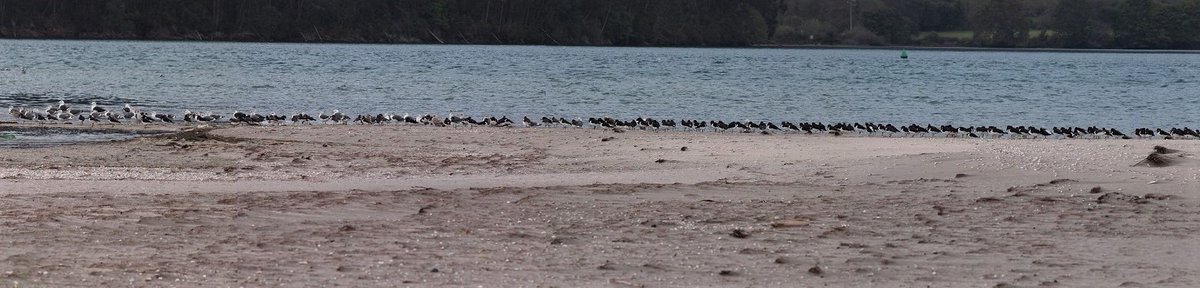 OrtigueiraTuris's tweet photo. A ría de #Ortigueira xunto con #EstacadeBares #Cariño e a serra da #Capelada son dos mellores lugares de #Galicia para ver #aves.
@Turgalicia propón 5 rutas en coche, a pé ou en bici polos concellos de Ortigueira, Cariño, #Cedeira e #Mañón
#birding #birds
https://t.co/a5h4eqxe7e https://t.co/MXVRNNxhxm