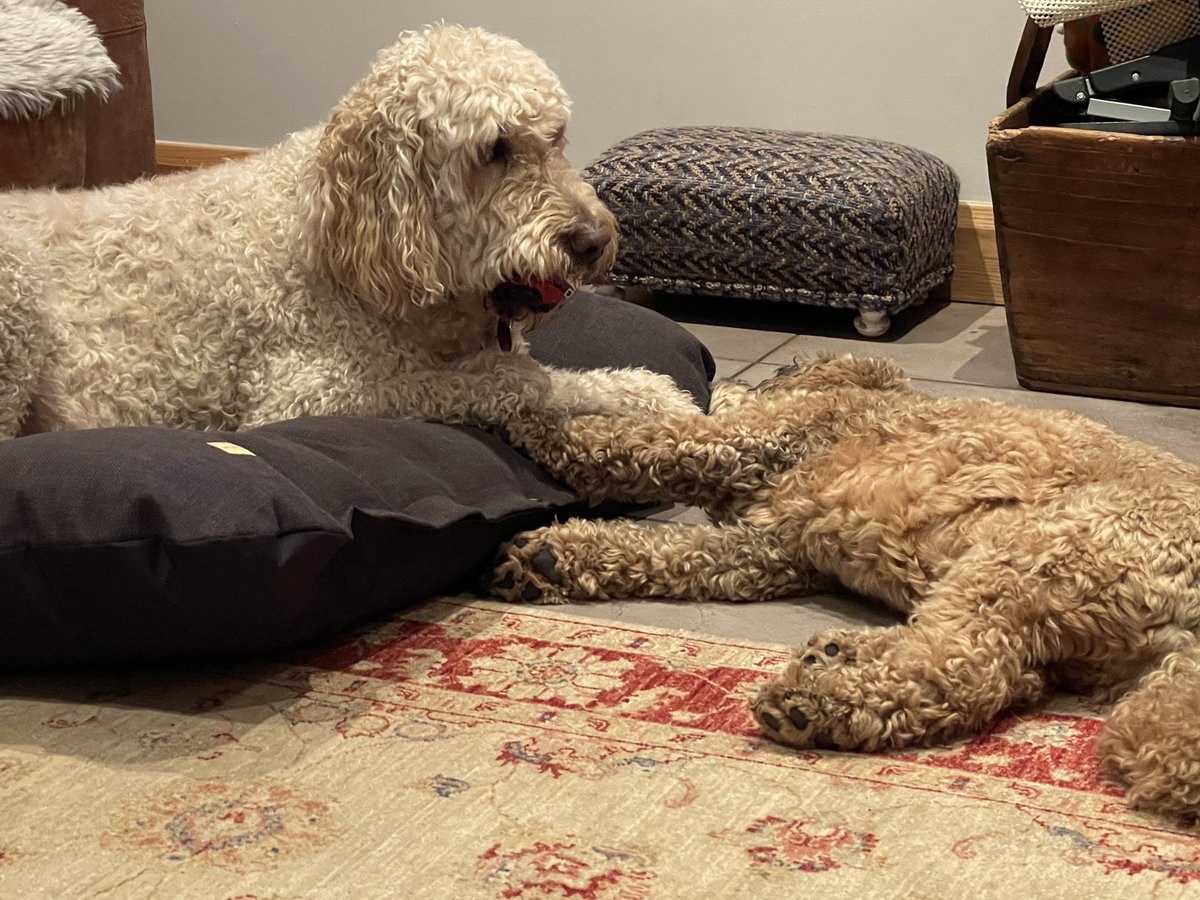Cookeee's tweet photo. @bemorebob2 And now to rub salt into the wound Dougal has got squeaky Santa on the New bed, this could get messy https://t.co/9taG2phG5g