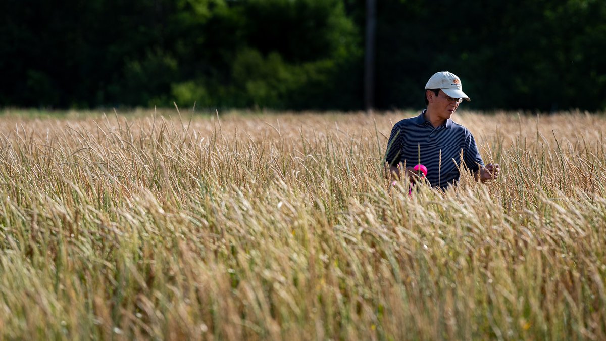 The Land Institute is not working to tweak the now predominant industrial, disruptive system of agriculture. We are working to displace it.