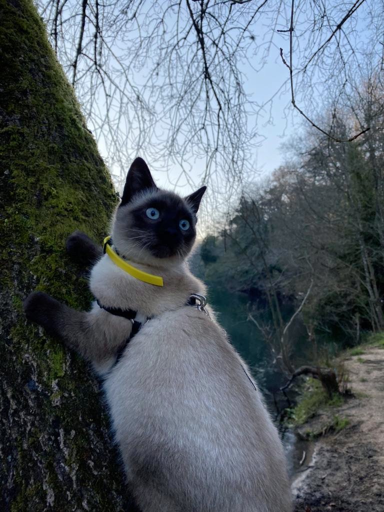 protete's tweet photo. Primer día de paseo 🐯 https://t.co/4Mx7lyS4kw