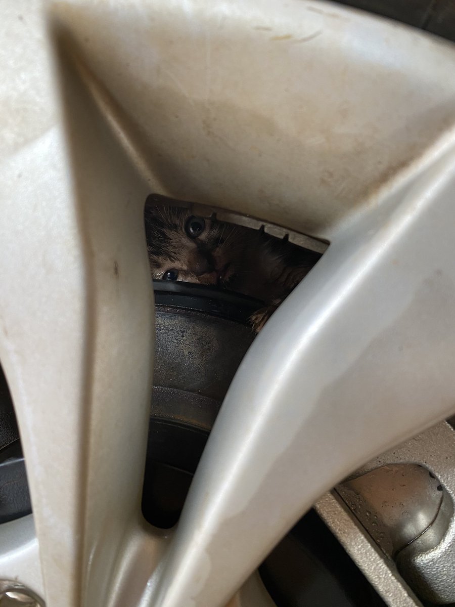 KediOzelHarecat's tweet photo. Tekere havlayan köpeği sayesinde fark etmiş... bu soğuk havalarda biraz daha dikkatli olalım... https://t.co/I2kzU1yWsN
