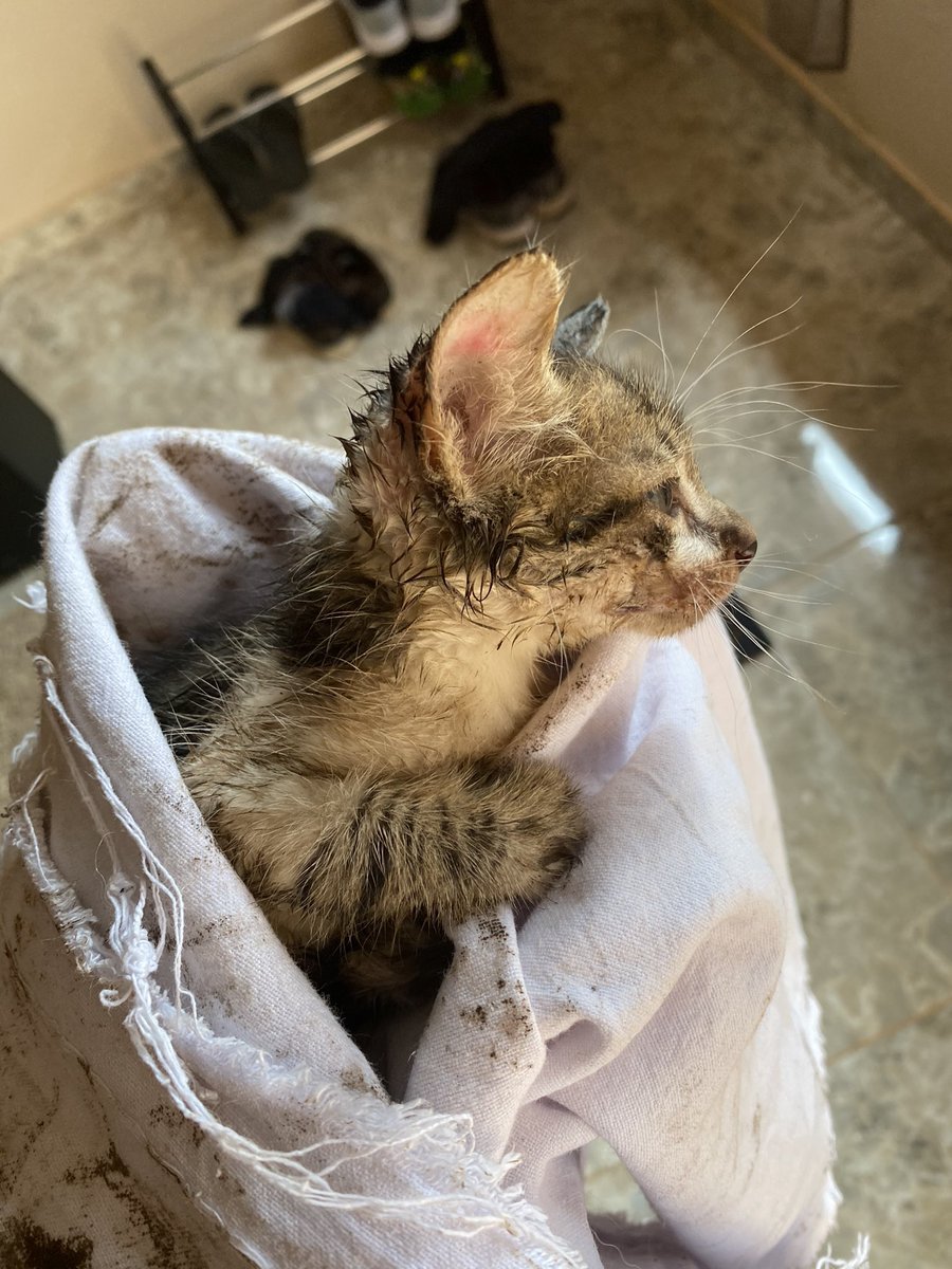 Tekere havlayan köpeği sayesinde fark etmiş... bu soğuk havalarda biraz daha dikkatli olalım...