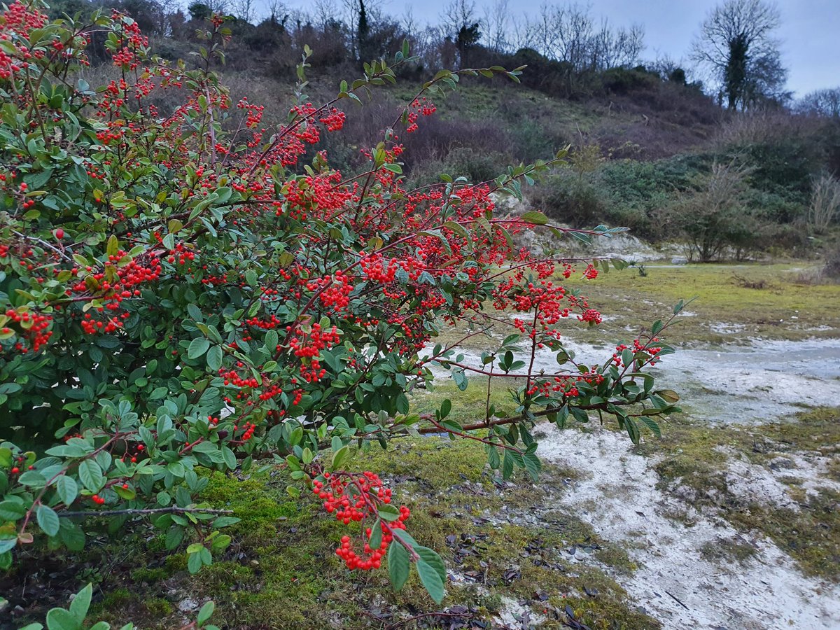 2/7. These old chalk pits at Cherry Hinton are now a haven to many scare plants, insects and birds including peregrine falcons and rare naturalised Cotoneasters