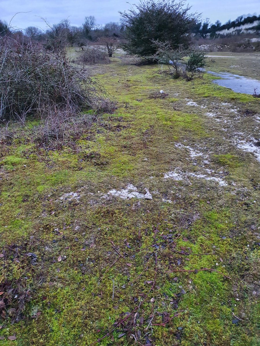 5/7. In the winter, lime-loving mosses come into their own and form extensive, spongy carpets on parts of the quarry floor