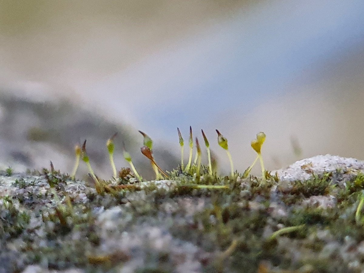 6/7. Today we went hunting for some scarce chalk specialist bryophytes (l can't stress how tiny these are!) such as the chalk rock bristle moss Seligera calcarea (pictured) and the liverwort Leipcolea turbinata which grow on chalk stones. We found them! 