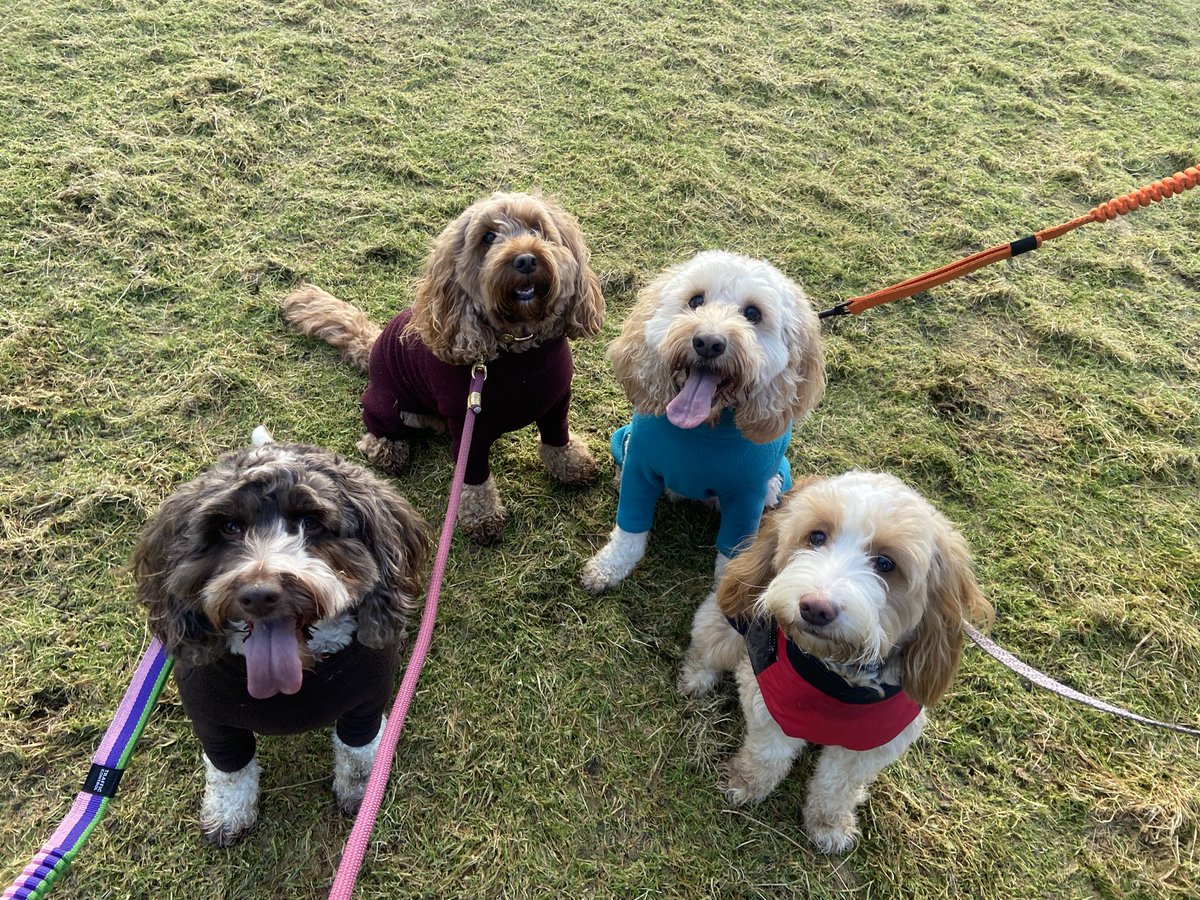 taking these 4 for a long walk was defo the best distraction from my essay🤣