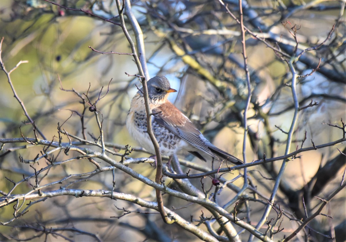BroomfieldKeith's tweet photo. A wonderful fieldfare in #Strathdevon this morning. #Clackmannanshire https://t.co/gWkbES6Ca2