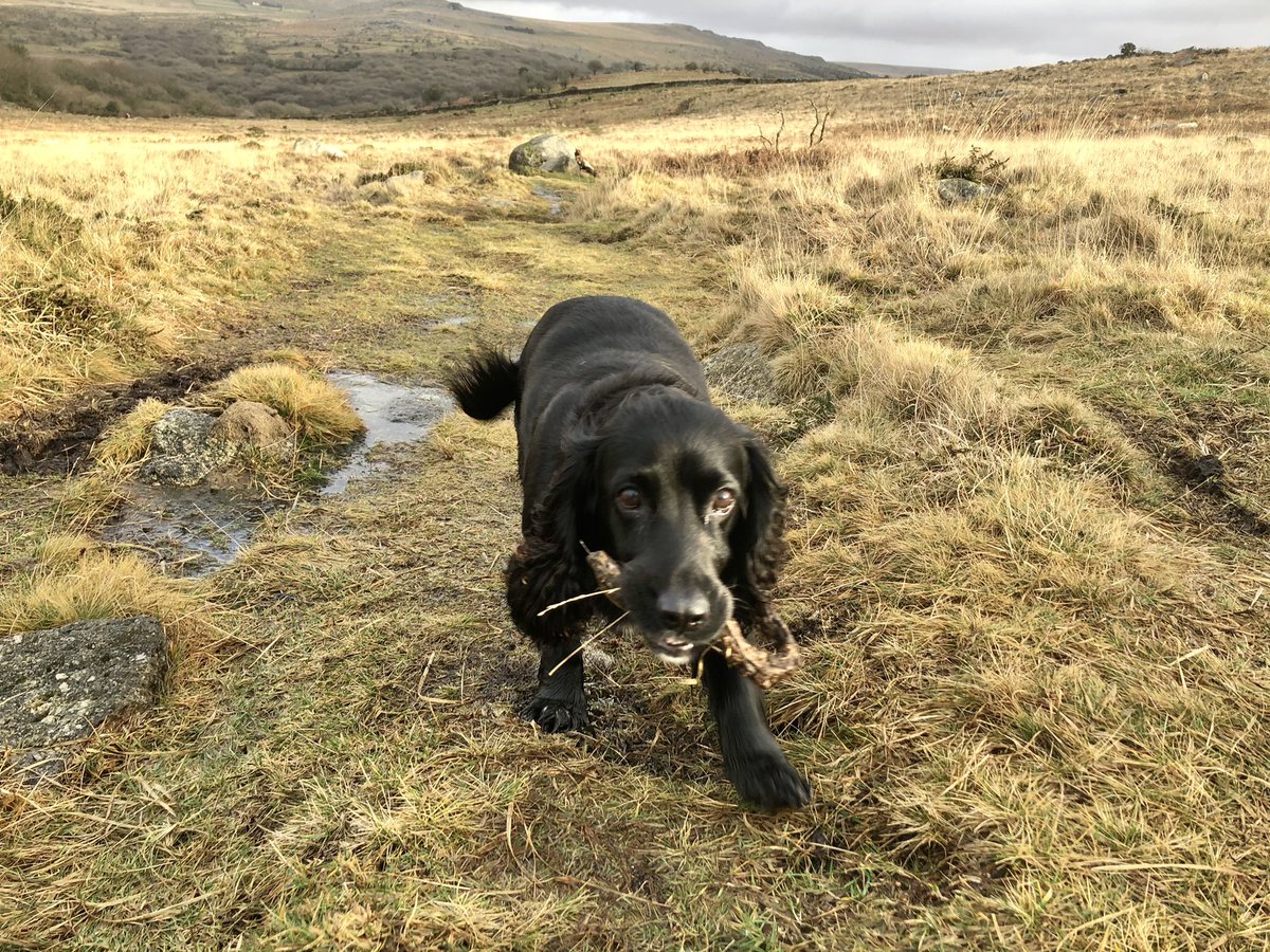 AlwaysDorasMum's tweet photo. Bit overcast today but so good to be out on #PewTor #Dartmoor with me bestie https://t.co/YhAU3cjzs0