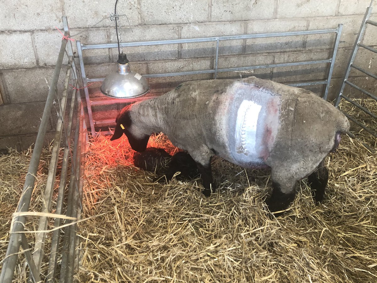 First weekend on call of the year and what a great start to 2021. Successful calving and ewe Caesar completed before breakfast and it’s a sunny day! Dams and sprogs all doing well #Vetslife