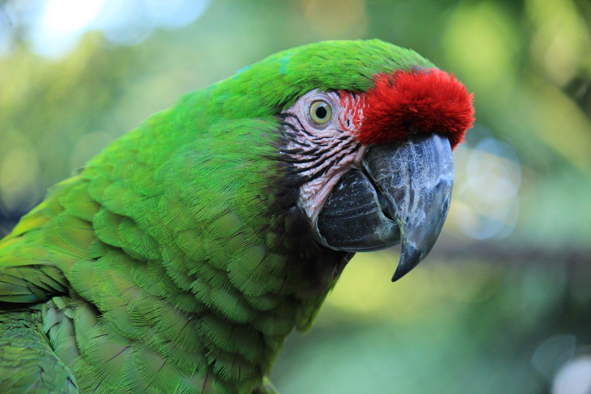 PetAdvocacy's tweet image. Dogs are not the only animals that have been #firstpets. In fact, plenty of birds have been #presidentialpets. George Washington, James Madison, Andrew Jackson, and William McKinley all owned a #pet #parrot. Historians believe Madison’s was a green #macaw. Image 2909830/Pixabay