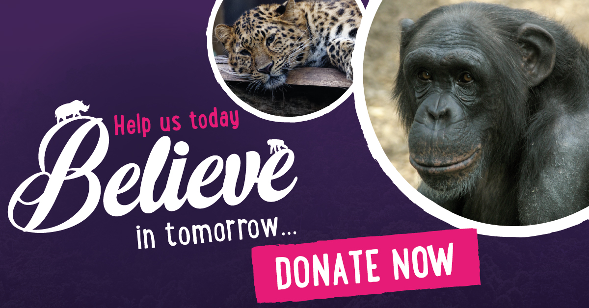 With our zoo closed for visitors we have no income and we must call upon your generosity and help to support our vital charitable work. Every donation is a lifeline for preserving endangered species. #Donate and support our #charity today: justgiving.com/campaign/belie…