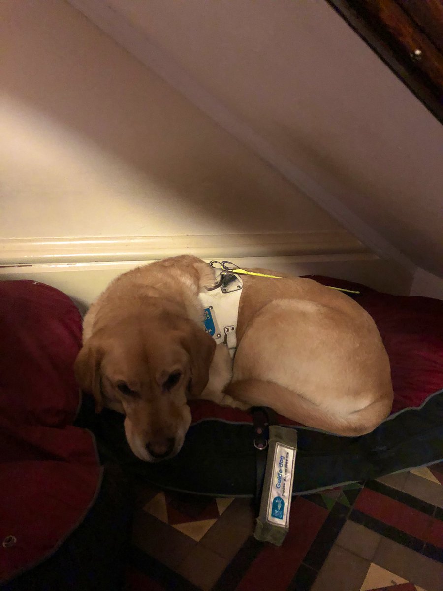 When the Boss is taking too long to get ready for our daily walk... back to bed in full kit it is! 😴❄️🦮 #guidedog #dressedandready #ornot #snowday #duvetday #guidedogsfortheblind <a href="/guidedogs/">Guide Dogs</a> 🐾
