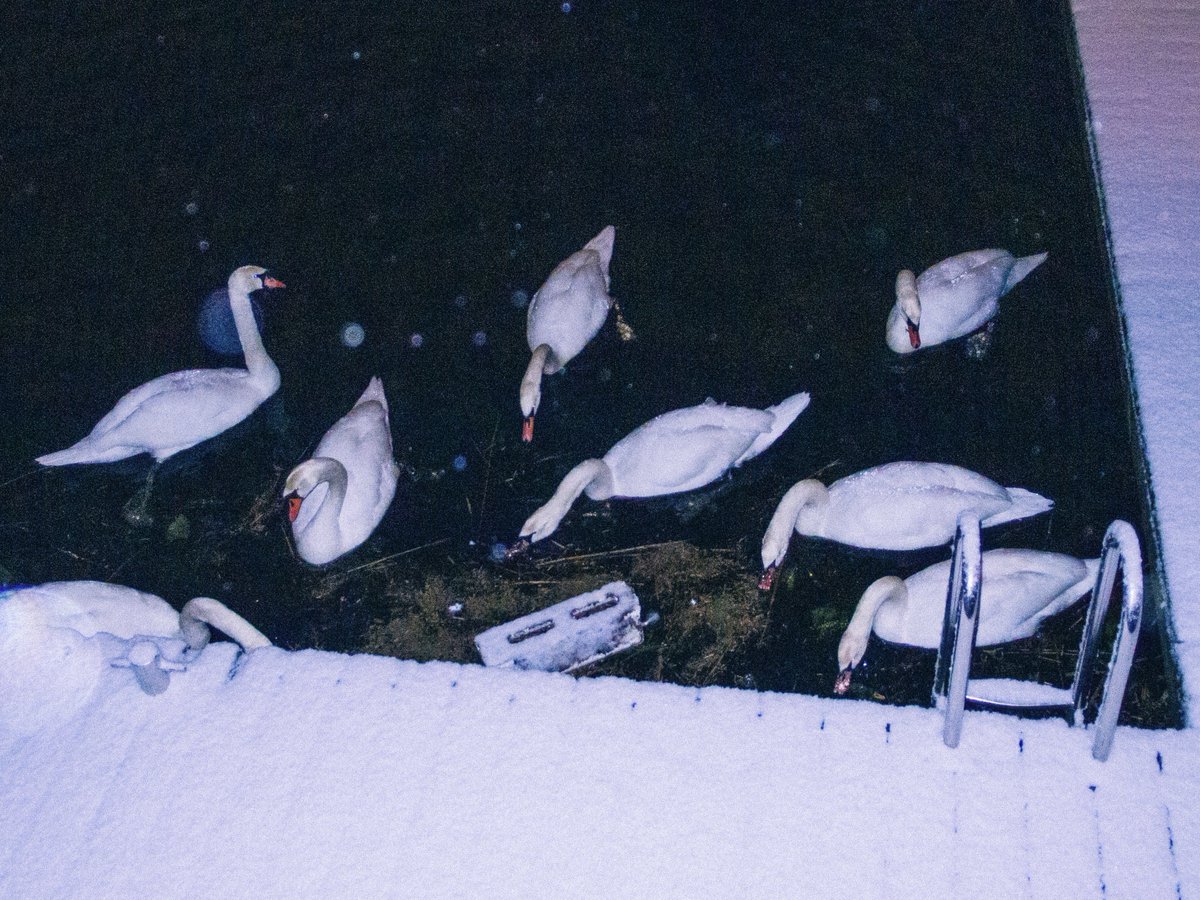 sincerelysofi's tweet photo. swans out in
the snow https://t.co/4mhCJ9Qbz5