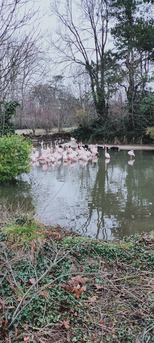Et l&agrave; il y avait un vivaldaim version IRL 😂😝 et des flamants roses c'&eacute;tait l'heure du miam miam ! 🤯 https://t<a href="/tag/mood"class="tags"><span>#mood</span></a><a href="/tag/modellife"class="tags"><span>#modellife</span></a><a href="/tag/modele"class="tags"><span>#modele</span></a><a href="/tag/newfashion"class="tags"><span>#newfashion</span></a><a href="/tag/xhamster"class="tags"><span>#xhamster</span></a>