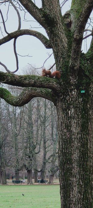 Tiite balade au parce de la t&ecirc;te d'or aujourd'hui j'ai vue un &eacute;cureuil 🐿️ pour la premi&egrave;re fois j'&eacute;tais
