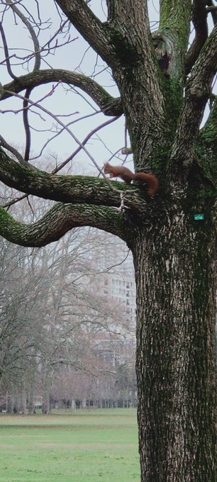 Tiite balade au parce de la t&ecirc;te d'or aujourd'hui j'ai vue un &eacute;cureuil 🐿️ pour la premi&egrave;re fois j'&eacute;tais