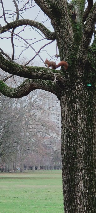 Tiite balade au parce de la t&ecirc;te d'or aujourd'hui j'ai vue un &eacute;cureuil 🐿️ pour la premi&egrave;re fois j'&eacute;tais