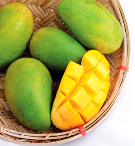 Check out KARTHKOLOMBAN Grafted 2 Fruit Tree Plants 2", 3" Feet Very Tasty well maintained  ebay.us/msTtSh via <a href="/eBay/">eBay</a>  🥦🌴🌴🌴🌴🥭🥭🥭🥭🥭