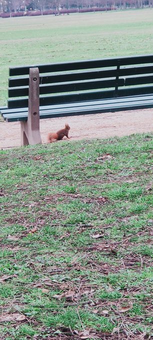 &Eacute;cureuil vers le banc hihi 😂😂&hearts;️&hearts;️ https://t.co/YuIHUrQCEy