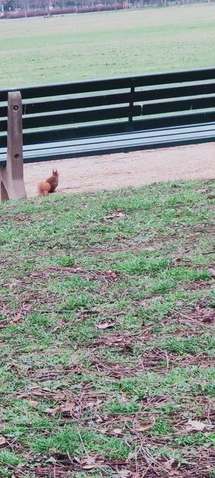 &Eacute;cureuil vers le banc hihi 😂😂&hearts;️&hearts;️ https://t.co/YuIHUrQCEy