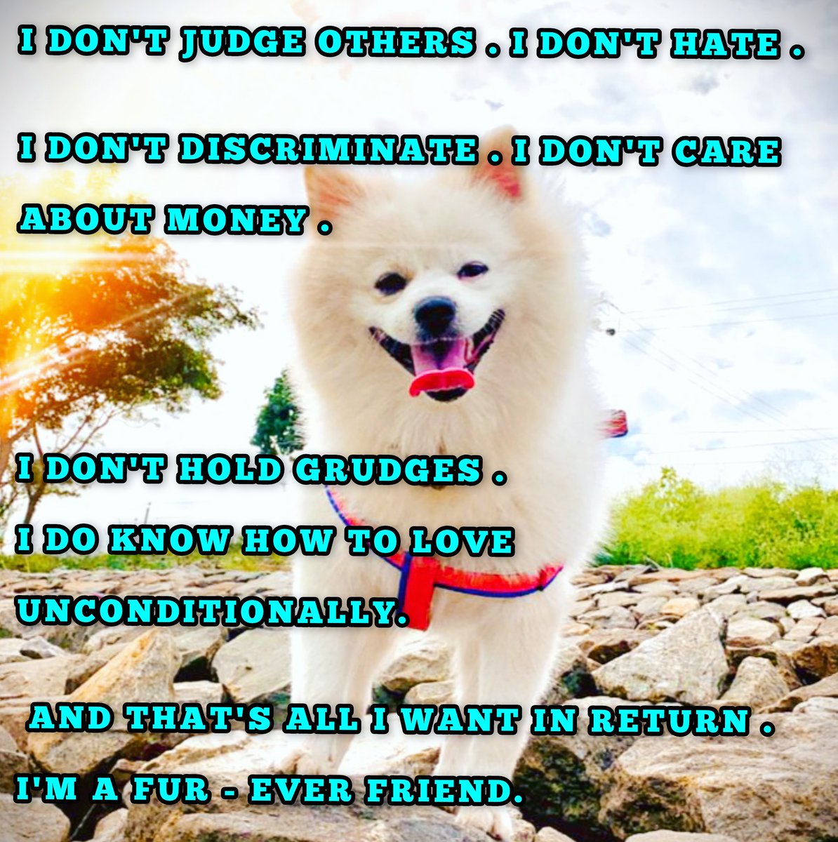 iamSiban's tweet photo. I don't #judge others . I don't #hate . I don't #discriminate . I don't care about #money . I don't hold #grudges . I DO know how to #love #unconditionally and that's all I want in return . I'm a #fur_ever #friend .
So don't treat me as your #toy
#CAPTAINCoco https://t.co/QgyFNZcqlh