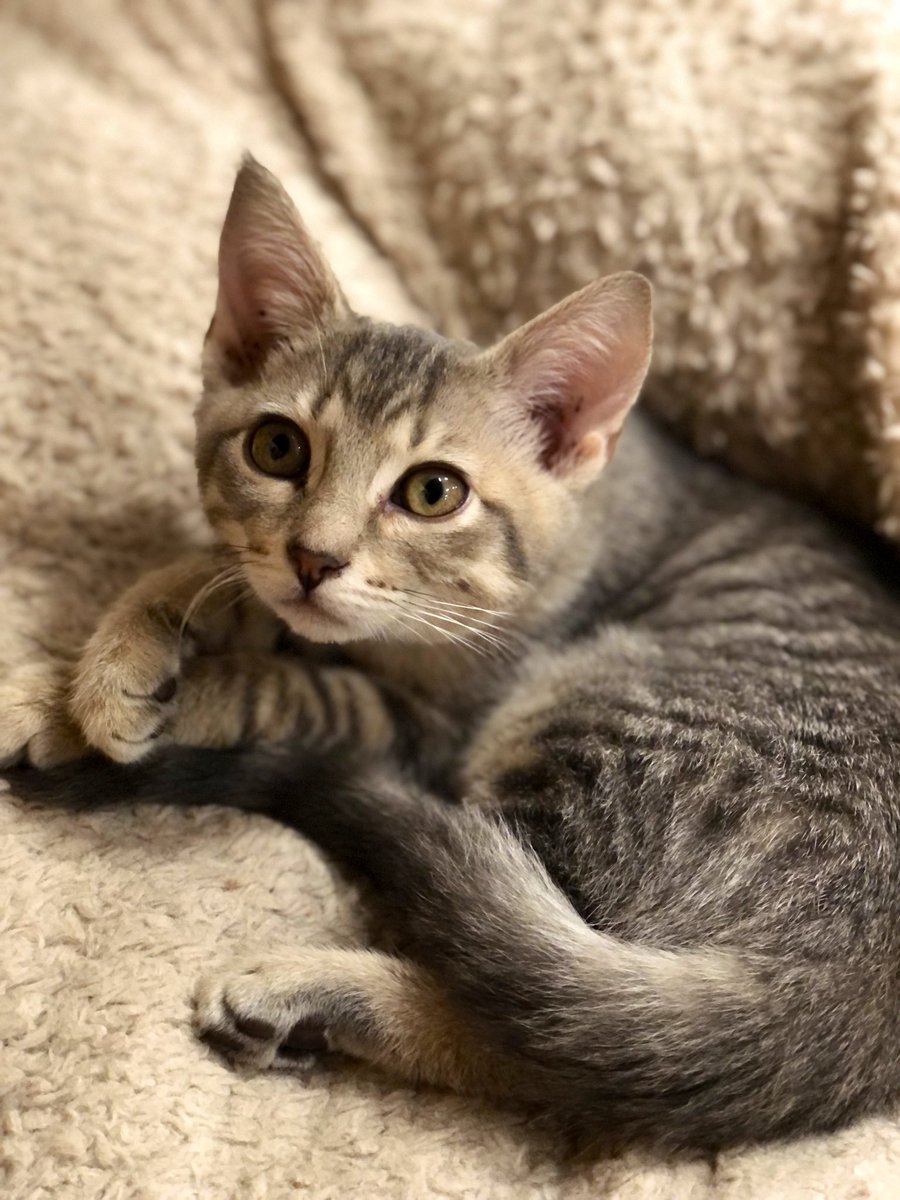 LuvPalm's tweet photo. #Caterday Saturday All of these #felines are looking for the purrfect home! LUV-A-PET,Inc @PetSmart @PetSmartChariTs #picme #PleaseRT #adoptme #AdoptDontShop https://t.co/o8aBN1lofz