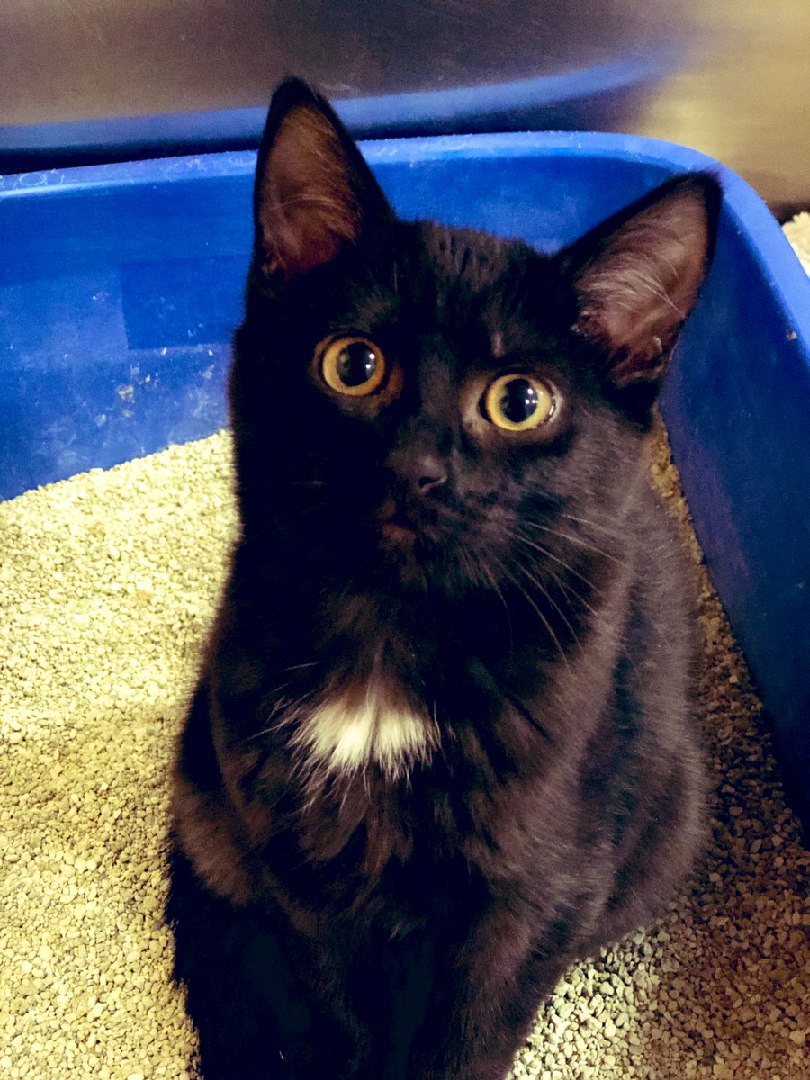 LuvPalm's tweet photo. #Caterday Saturday All of these #felines are looking for the purrfect home! LUV-A-PET,Inc @PetSmart @PetSmartChariTs #picme #PleaseRT #adoptme #AdoptDontShop https://t.co/o8aBN1lofz