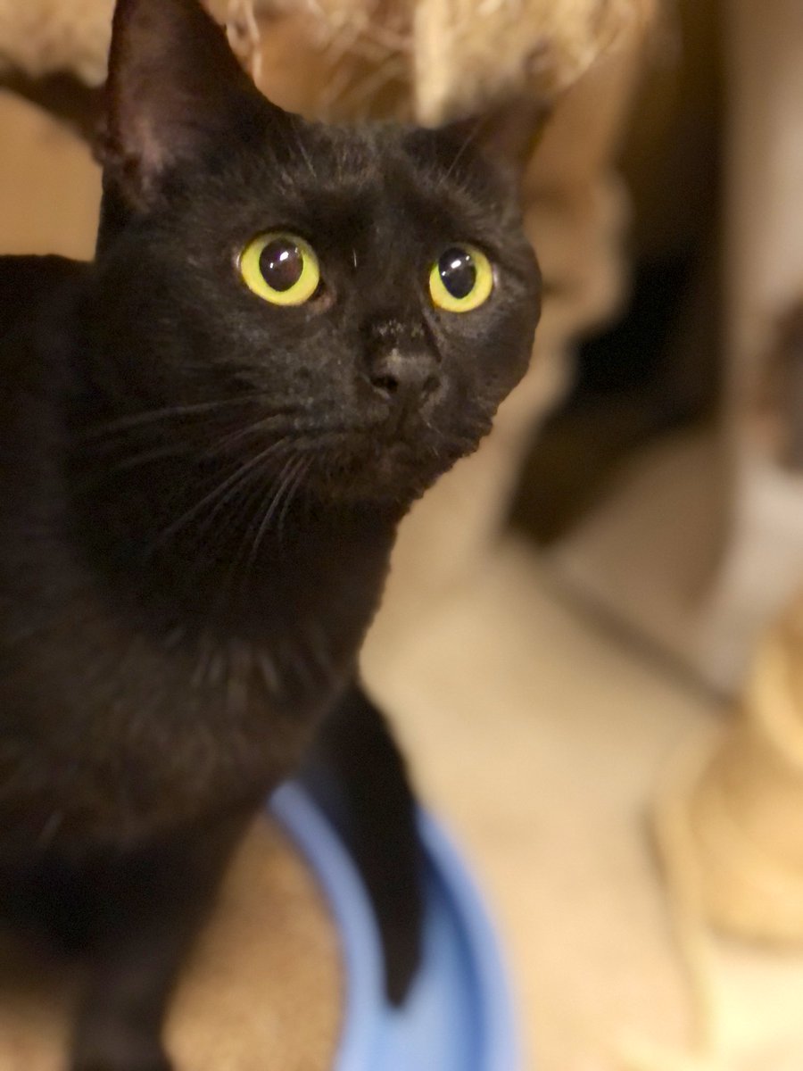 LuvPalm's tweet photo. #Caterday Saturday All of these #felines are looking for the purrfect home! LUV-A-PET,Inc @PetSmart @PetSmartChariTs #picme #PleaseRT #adoptme #AdoptDontShop https://t.co/o8aBN1lofz