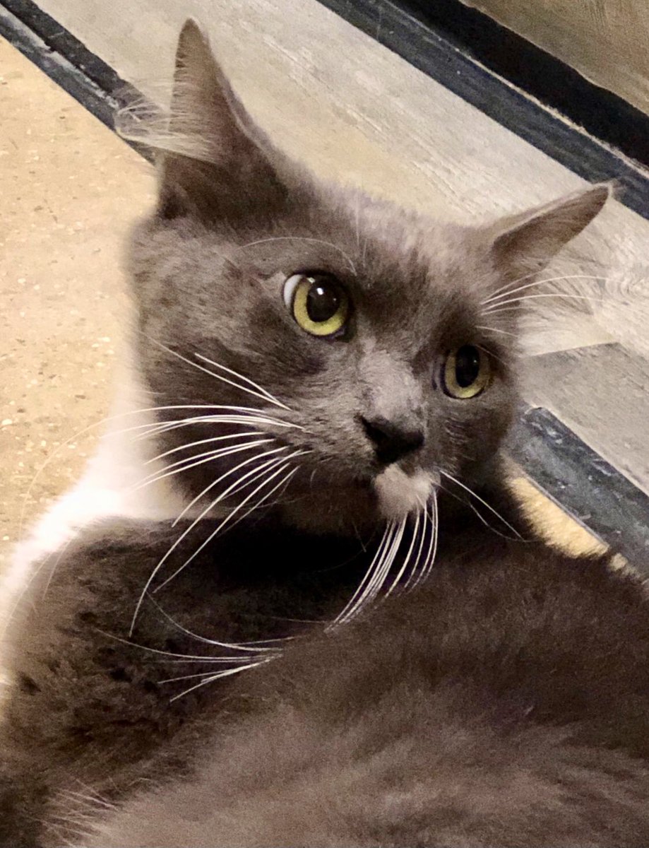 LuvPalm's tweet photo. #Caterday Saturday All of these #felines are looking for the purrfect home! LUV-A-PET,Inc @PetSmart @PetSmartChariTs #picme #PleaseRT #adoptme #AdoptDontShop https://t.co/o8aBN1lofz