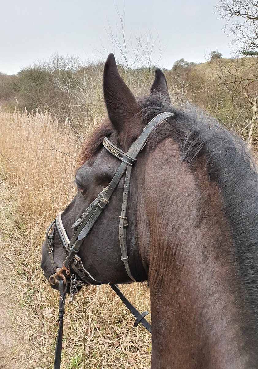 bezem1steel's tweet photo. Wat ik merk bij manege #paarden dat ze vaak tuig hebben wat niet optimaal is. Dit paard heeft een roestig bit en het #zadel was niet goed. Mijn vingers paste niet tussen de ruggengraat en de boom vh zadel. Toch een kwalijke zaak, deze dieren verdienen het geld! https://t.co/dwSQnatJe8