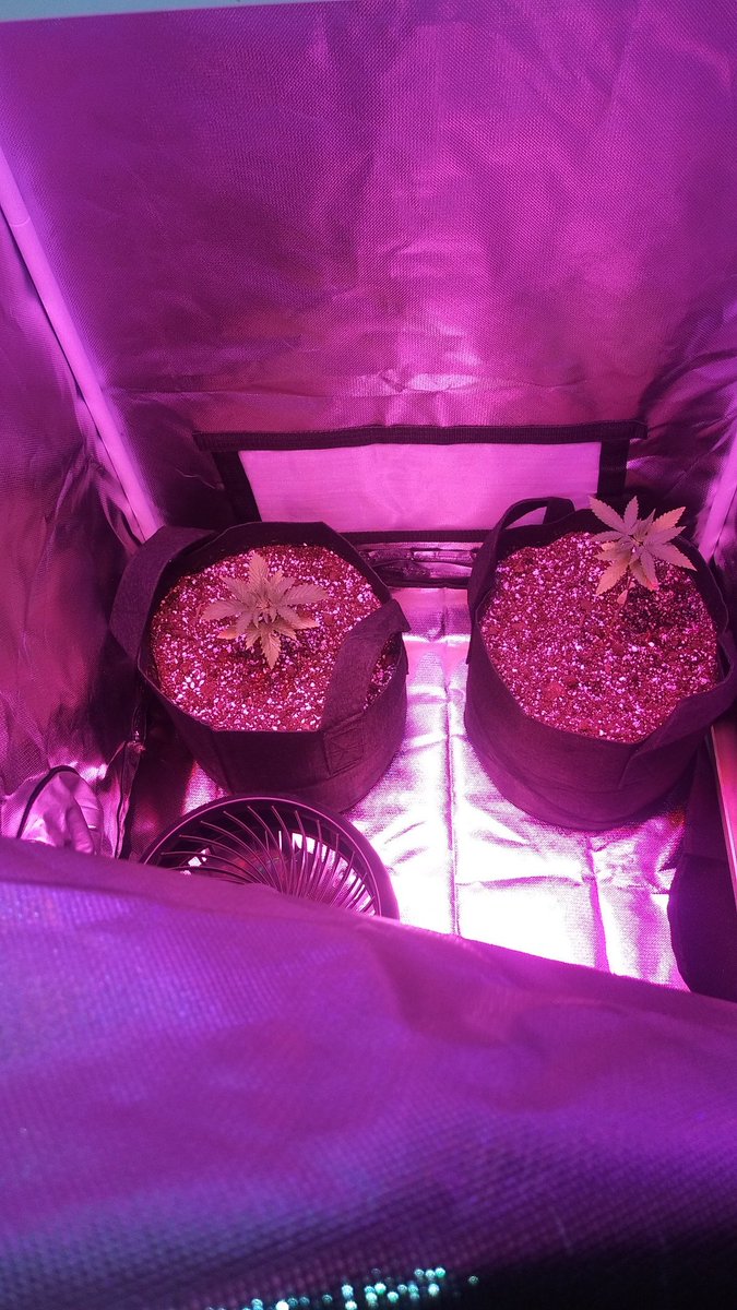 MICannabisClub's tweet photo. out with the #spacebucket in with the 24x24x48. speaking of the bucket, i only got 10 grams off that little plant. it tastes great! also im starting some hot peppers for the garden! #SuperHots #growyourown #Homegrown #WeedLovers #CannabiscCulture #CannabisCommunity https://t.co/wEf8DOzadA