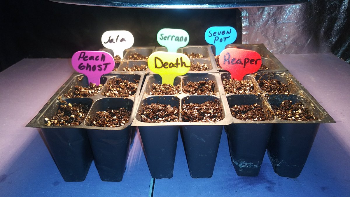 MICannabisClub's tweet photo. out with the #spacebucket in with the 24x24x48. speaking of the bucket, i only got 10 grams off that little plant. it tastes great! also im starting some hot peppers for the garden! #SuperHots #growyourown #Homegrown #WeedLovers #CannabiscCulture #CannabisCommunity https://t.co/wEf8DOzadA